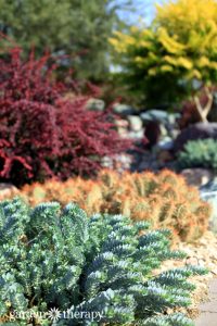 Landscaping for drought: Inspiring gardens that save water