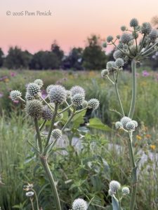 Meadow Garden at Mount Vernon Gardens in Washington Park
