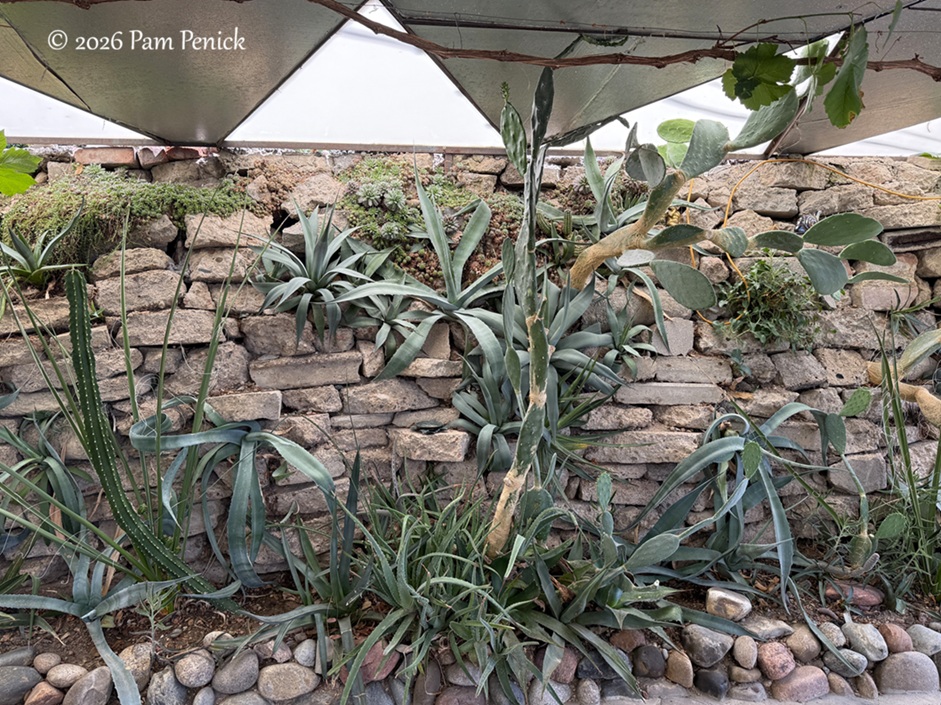 Pueblo Open Day: Midway Xeric Gardens Loves Chaos