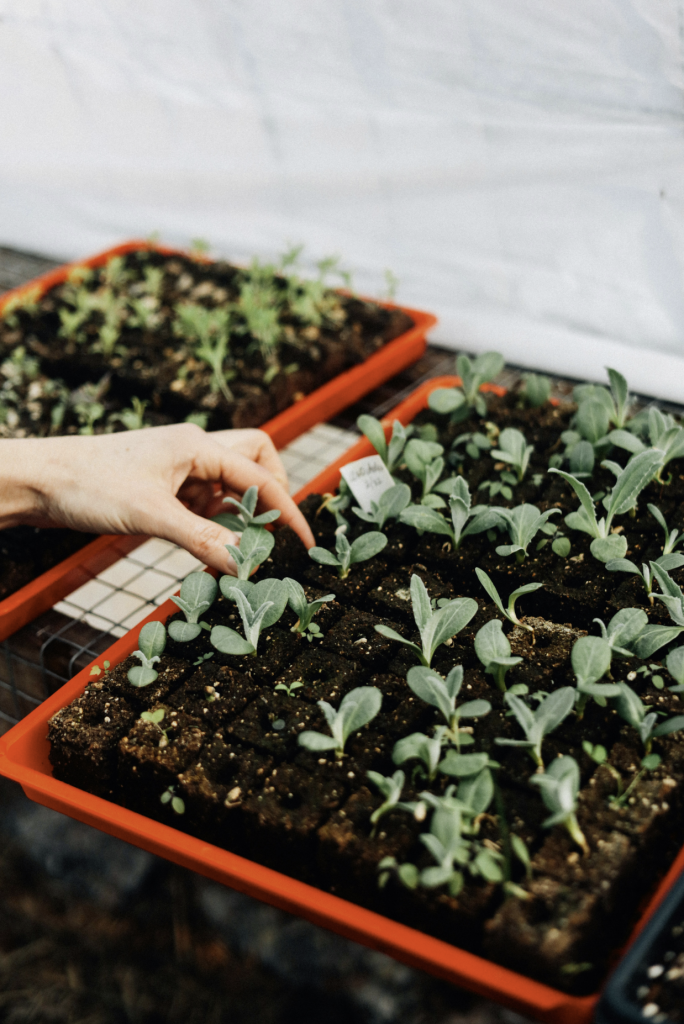 Seed selection and garden productivity
