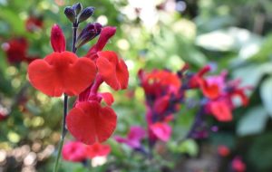 Semi-hardy salvia cuttings
