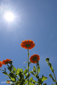 Shade tips for gardeners: How to stay safe in the sun