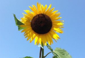 Tallest Sunflower Contest 2026 – £250 prize