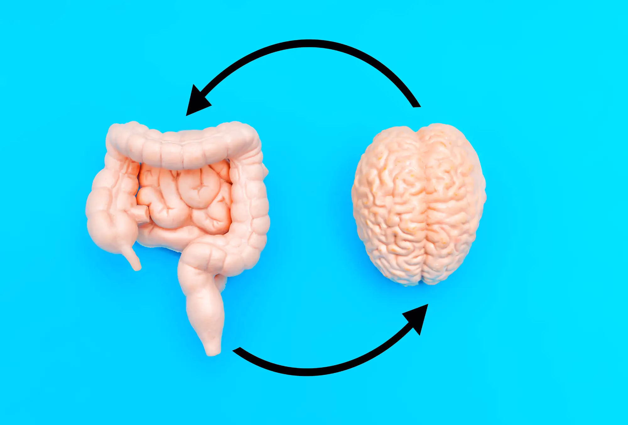 The gut-brain axis: How the microbiome affects mood and mental health